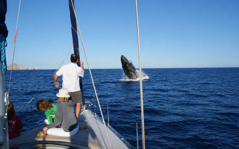 Whale spotting in Cabo