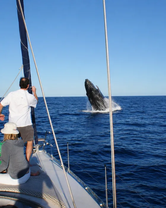 Private whale watching cruise in Cabo San Lucas