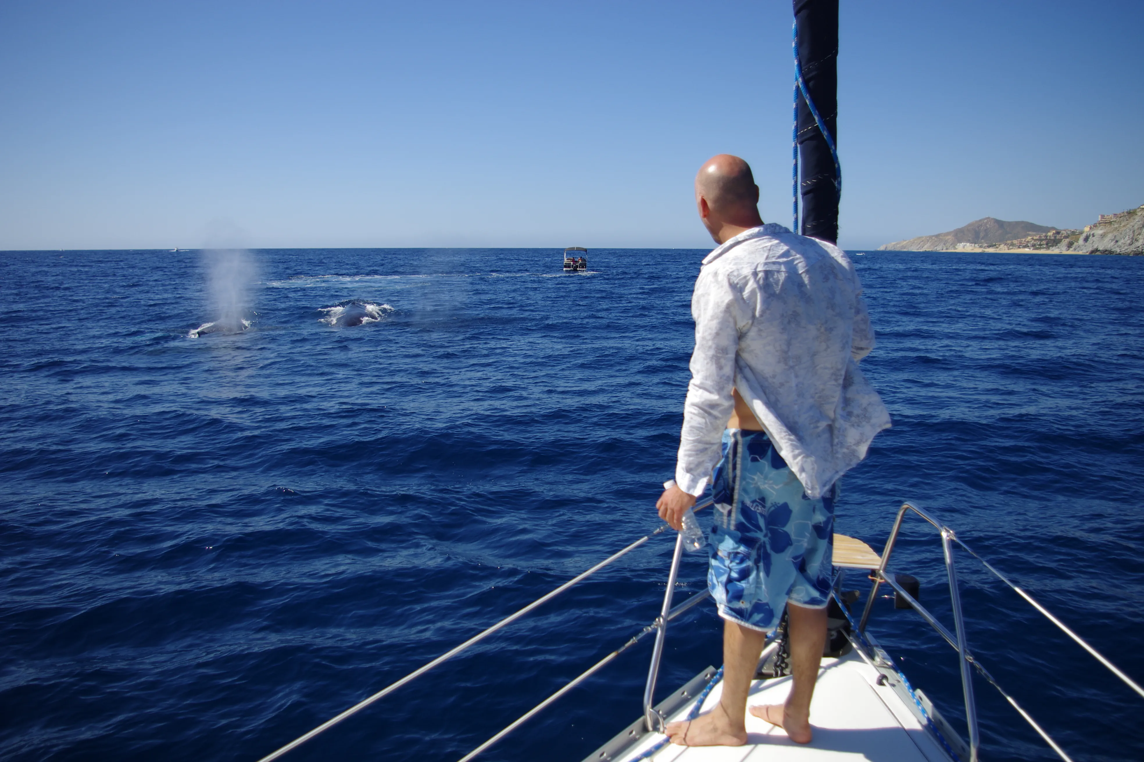 Whale Watching