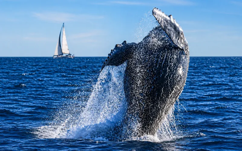 Humpback whale breaching