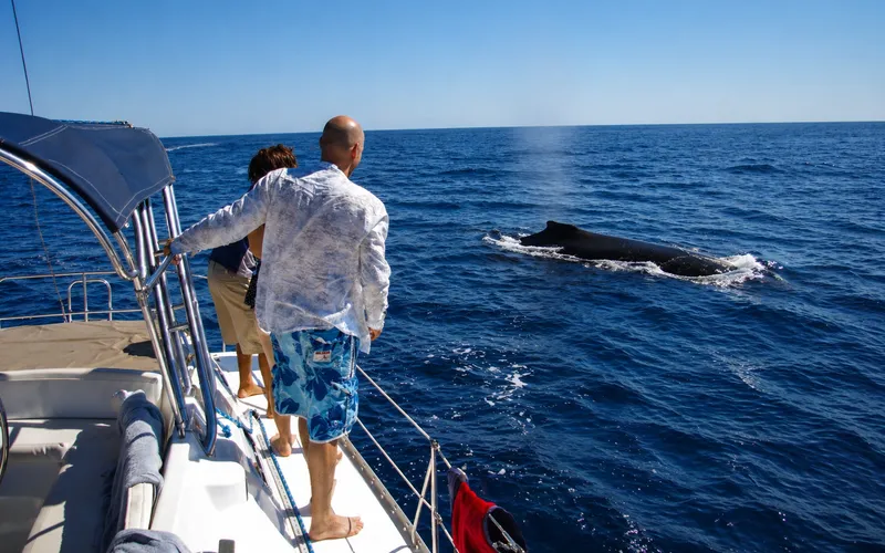 Whale watching from sailboat