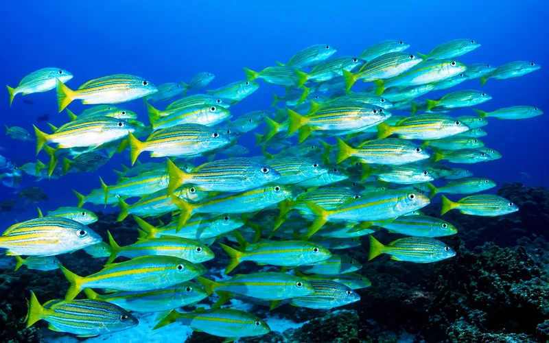 School of fish in blue water