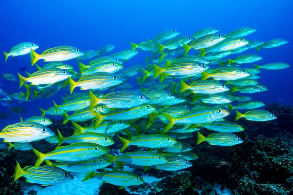 School of fish in blue water
