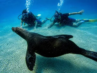 Diver with sea lion