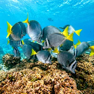 Tropical fish school