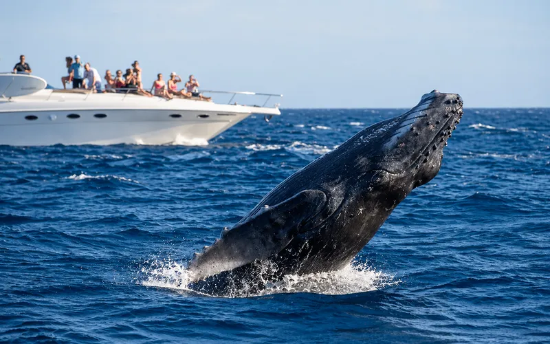 Private Whale Watching tour in Cabo San Lucas