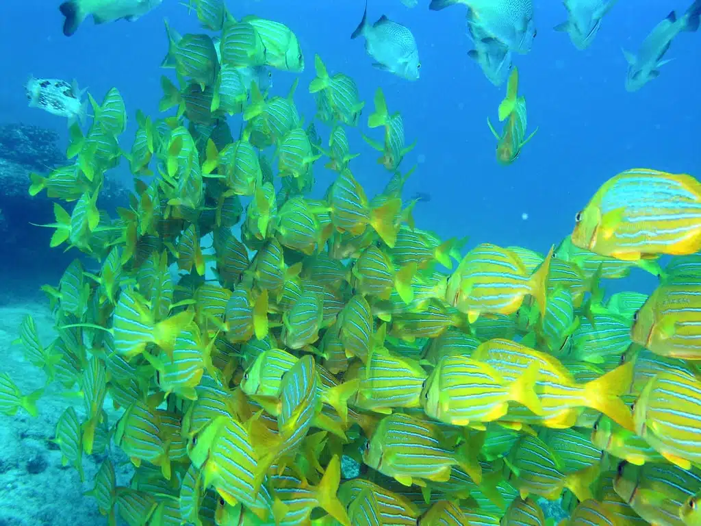 Cabo Pulmo marine park diving