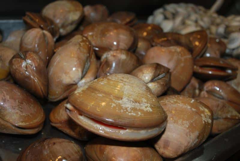 Traditional Mexican chocolate clams from Cabo