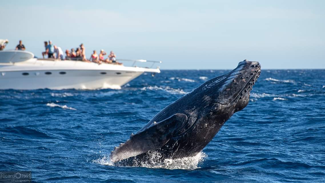 Humpback whale breaching in Cabo San Lucas